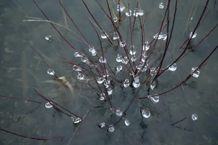 Framed Print : Ice droplets on branches of a bush in a severe winter at Trenchford Reserve Framed Print : Ice droplets on branches of a bush in a severe winter at Trenchford Reserve