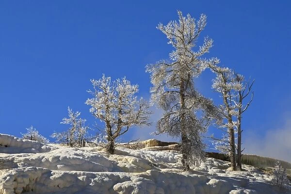 Ice encrusted dead trees against clear skies, Mammoth Hot Springs, Yellowstone National Park, UNESCO World Heritage Site, Wyoming, United States of America, North America