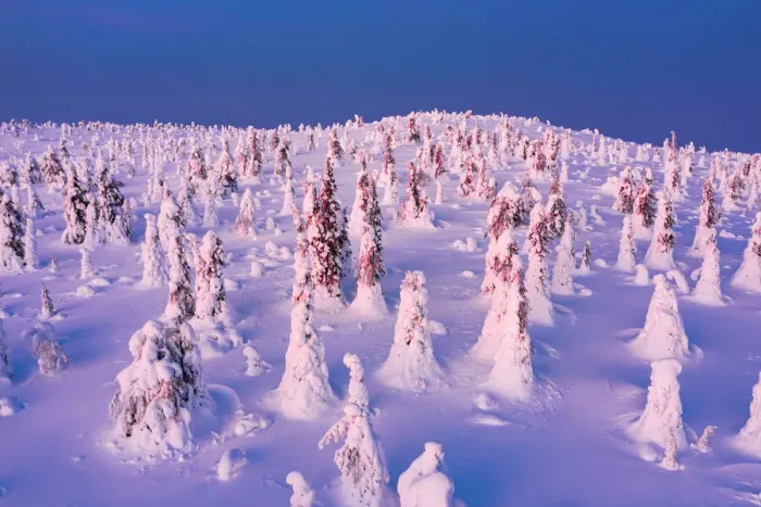 Framed Print : Ice sculptures in the Arctic forest covered with snow at dawn, Riisitunturi National Park, Lapland, Finland, Europe Framed Print : Ice sculptures in the Arctic forest covered with snow at dawn, Riisitunturi National Park, Lapland, Finland, Europe