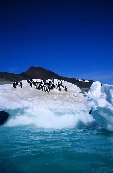 Iceberg and Adelie penguins, Antarctica, Polar Regions