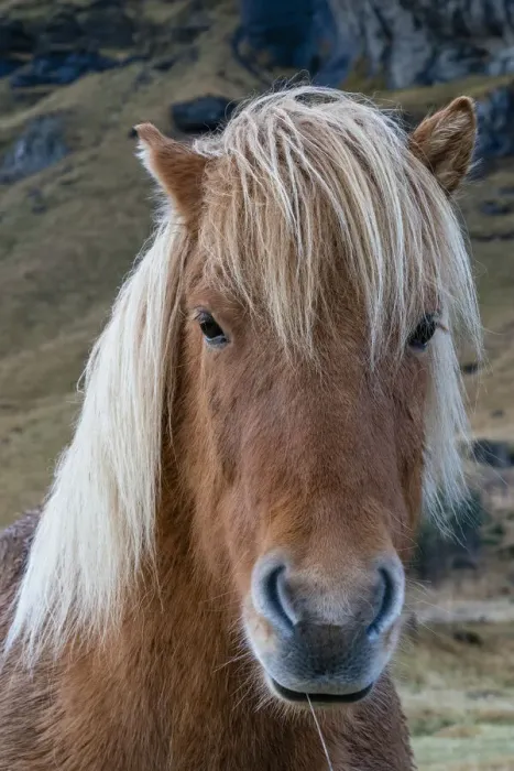 Framed Print : Icelandic horse near Vik, Iceland, Polar Regions Framed Print : Icelandic horse near Vik, Iceland, Polar Regions