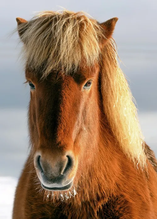 Framed Print : An Icelandic horse portrait in winter, Iceland, Polar Regions