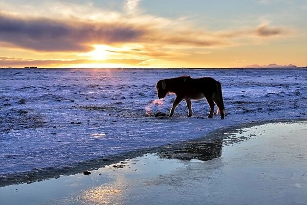 Icelandic horse in snow covered winter landscape at sunset, near Seljalandsfoss Waterfall