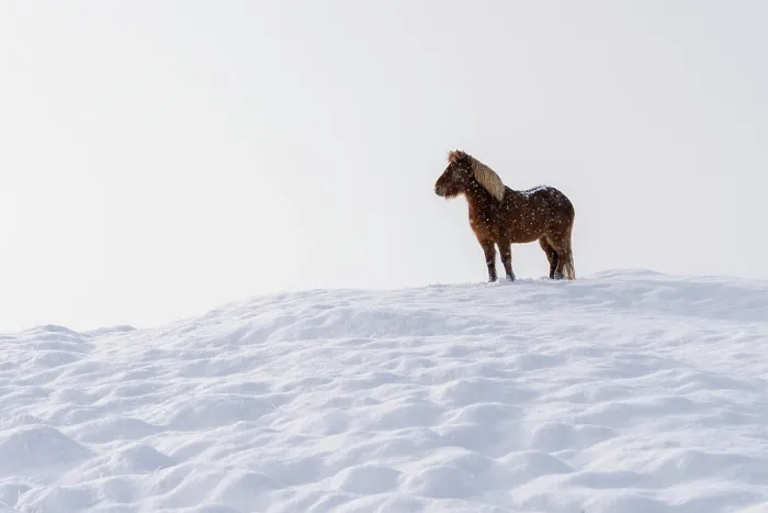 Framed Print : An Icelandic horse standing on a snow covered hill in winter, Iceland, Polar Regions Framed Print : An Icelandic horse standing on a snow covered hill in winter, Iceland, Polar Regions