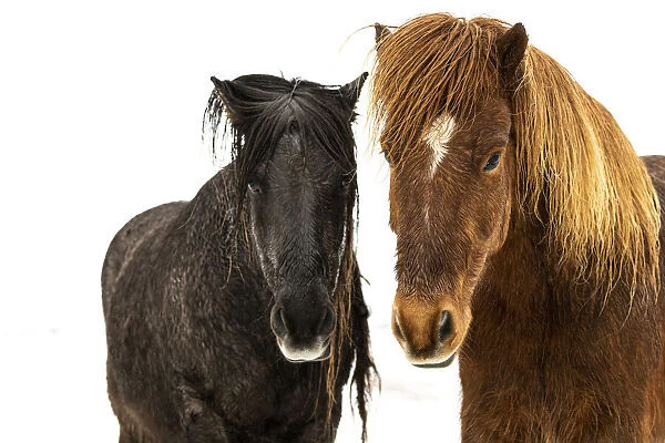 Icelandic horses (Equus ferus caballus), Gullfoss, Iceland, Polar Regions