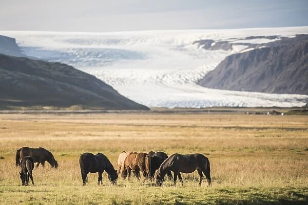 Icelandic horses with a glacier running down from the Vatnajokull Ice Cap behind