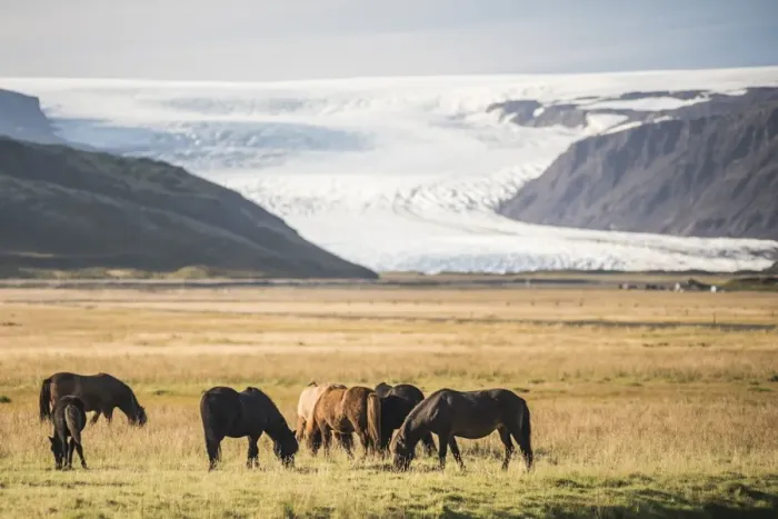 Framed Print : Icelandic horses with a glacier running down from the Vatnajokull Ice Cap behind Framed Print : Icelandic horses with a glacier running down from the Vatnajokull Ice Cap behind