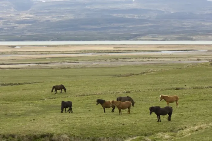 Framed Print : Icelandic horses, Lagarfljot lake, Egilstadir, Iceland, Polar Regions Framed Print : Icelandic horses, Lagarfljot lake, Egilstadir, Iceland, Polar Regions