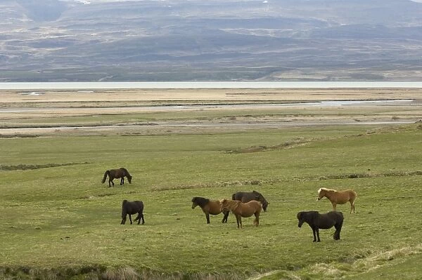 Icelandic horses, Lagarfljot lake, Egilstadir, Iceland, Polar Regions