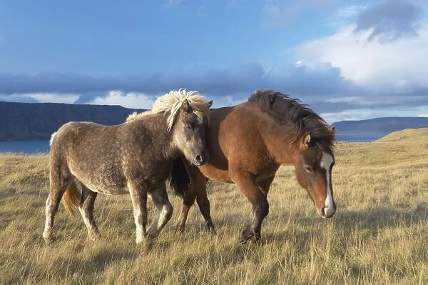 Icelandic horses at Midsandur, Hvalfjordur, north of Reykjavik, Iceland, Polar Regions