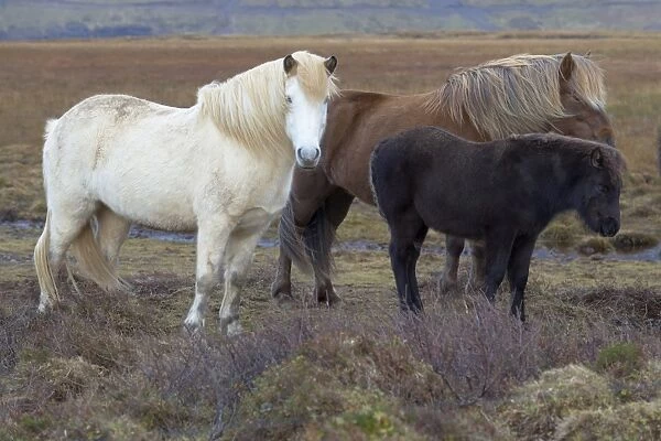 Icelandic horses near Hrisar (Hvammsfordur), West Iceland, Iceland, Polar Regions