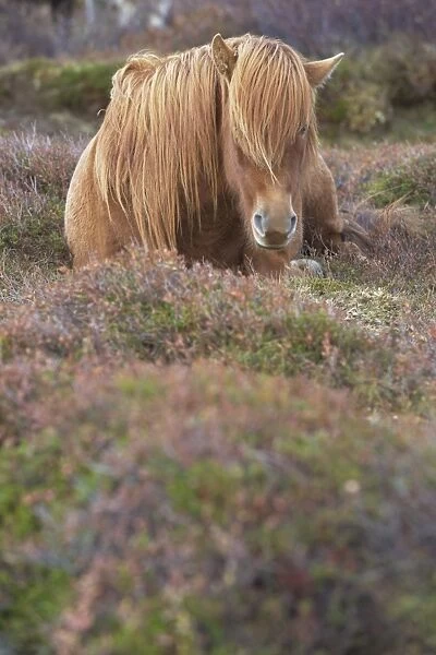 Icelandic horses near Hrisar (Hvammsfordur), West Iceland, Iceland, Polar Regions