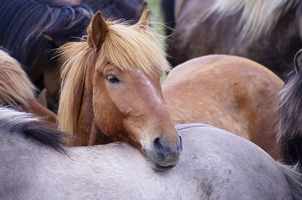 Icelandic horses, near Skogar, South Iceland (Sudurland), Iceland, Polar Regions
