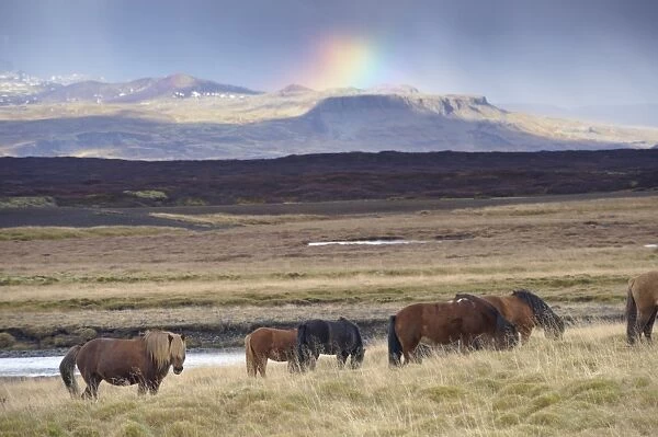 Icelandic horses near Snorrastadir, snow-covered peaks of Ljosufjoll and rainbow behind