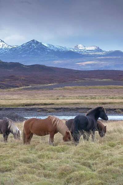Icelandic horses near Snorrastadir, snow-covered peaks of Ljosufjoll behind
