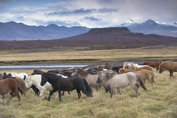 Icelandic horses near Snorrastadir, Eldborg volcano, snow-covered peaks of Ljosufjoll