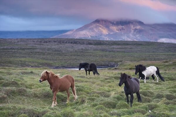 Icelandic horses, near Stykkisholmur, Snaefellsness peninsula, West Iceland