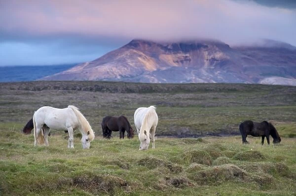 Icelandic horses, near Stykkisholmur, Snaefellsness Peninsula, West Iceland