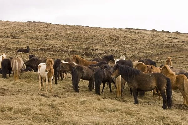 Icelandic horses, Skagafjorour Fjord, Iceland, Polar Regions