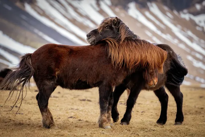 Framed Print : Icelandic horses, Snaefellsness Peninsula, Iceland Framed Print : Icelandic horses, Snaefellsness Peninsula, Iceland
