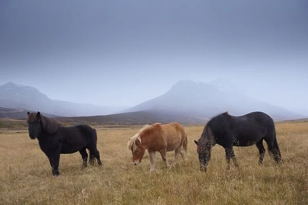 Icelandic horses and snow-capped mountains near Neskaupstadur in Nordjfordur fjord