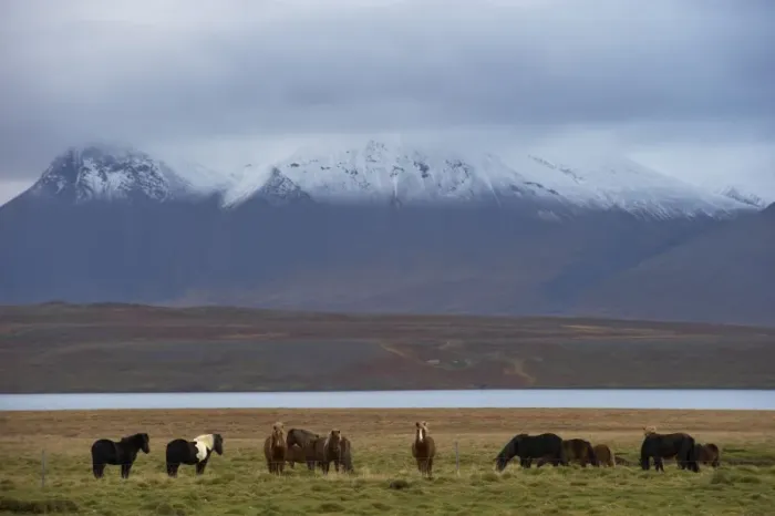 Framed Print : Icelandic horses in Vatsnes Peninsula, with snow-covered mountains in October Framed Print : Icelandic horses in Vatsnes Peninsula, with snow-covered mountains in October