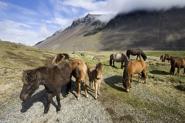 Icelandic horses with volcanic mountains in the distance, South Iceland