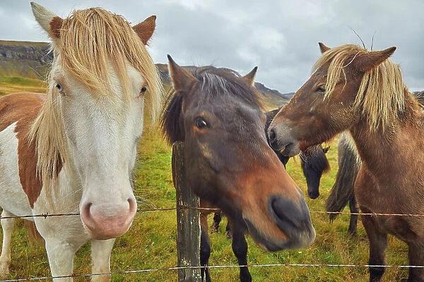 Icelandic ponies in countryside near the town of Stykkisholmur, Snaefellsnes peninsula, west coast of Iceland, Polar Regions