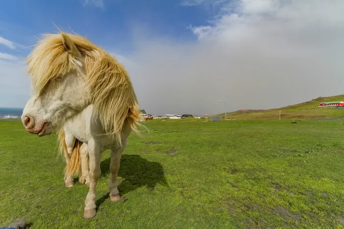 Framed Print : Icelandic ponies on Heimaey Island, Iceland Framed Print : Icelandic ponies on Heimaey Island, Iceland