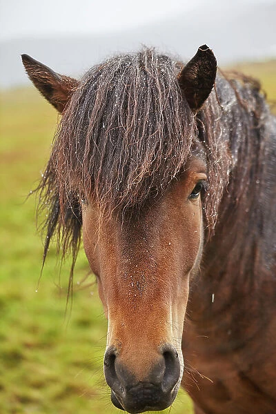 An Icelandic pony, in countryside near the town of Grundarfjordur, on the Snaefellsnes peninsula, west coast of Iceland, Polar Regions