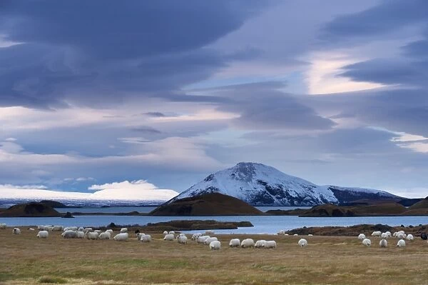 Icelandic sheep on east shore of Lake Myvatn, pseudo-craters and Mount Vindbelgjarfjall