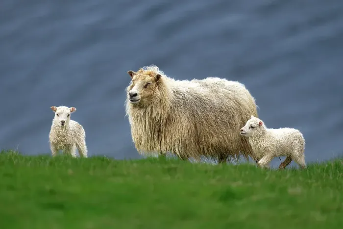 Framed Print : An Icelandic sheep (Ovis aries), with its lambs on a cliff in Westman Islands, Iceland, Polar Regions