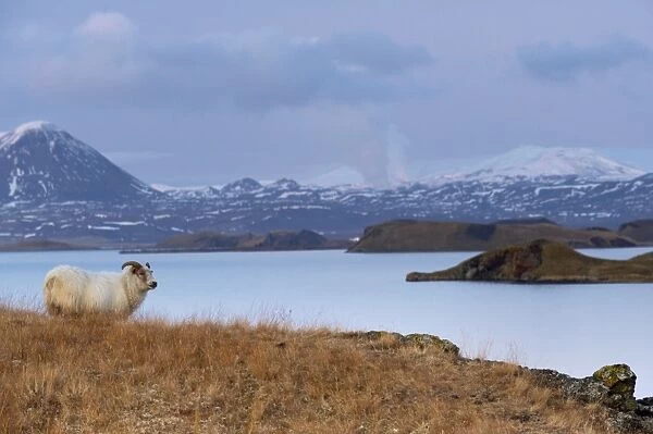 Icelandic sheep on the shores of Lake Myvatn, Mount Hlidarfjall, 771m, visible in the distance