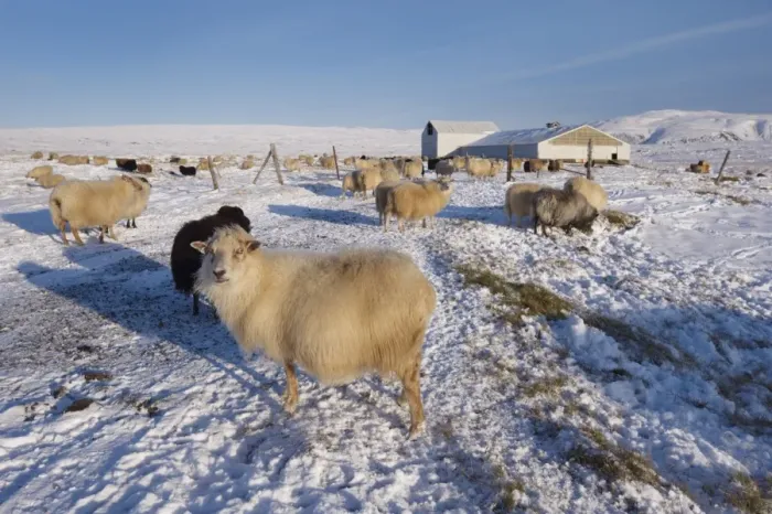 Framed Print : Icelandic sheep in winter, Reykjanes Peninsula near Krisuvik, Iceland, Polar Regions Framed Print : Icelandic sheep in winter, Reykjanes Peninsula near Krisuvik, Iceland, Polar Regions