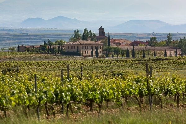 Idyllic vineyard in La Rioja, Spain, Europe