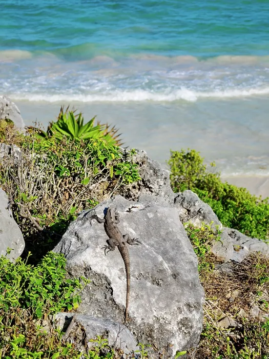Framed Print : Iguana at the rock with Caribbean Sea in the background, Paradise Beach, Tulum, Quintana Roo State, Mexico Framed Print : Iguana at the rock with Caribbean Sea in the background, Paradise Beach, Tulum, Quintana Roo State, Mexico