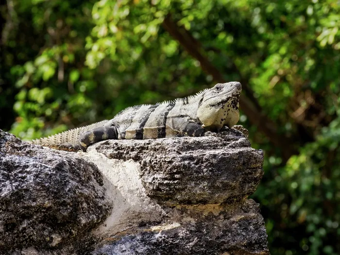 Framed Print : Iguana at San Gervasio Archaeological Site, Cozumel Island, Quintana Roo State, Mexico Framed Print : Iguana at San Gervasio Archaeological Site, Cozumel Island, Quintana Roo State, Mexico