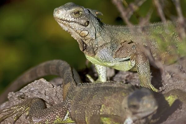 Iguanas on Ile Royale, French Guiana, South America