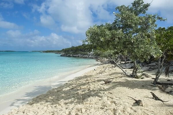 Iguanas on a white sand beach, Exumas, Bahamas, West Indies, Caribbean, Central America