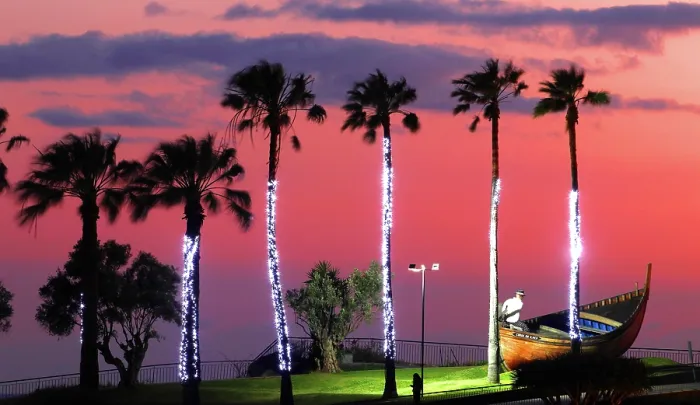 Framed Print : Illuminated palm trees, Camara de Lobos, Madeira Framed Print : Illuminated palm trees, Camara de Lobos, Madeira