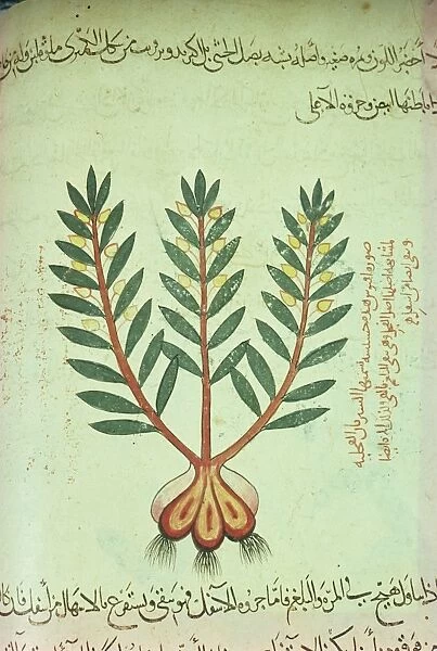 Illustrated manuscript showing plant