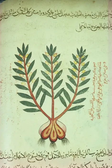 Framed Print : Illustrated manuscript showing plant Framed Print : Illustrated manuscript showing plant