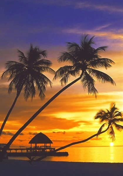 image_43. Palm trees and ocean at sunset, Maldives, Indian Ocean, Asia