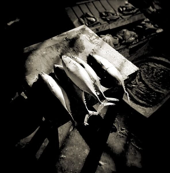 Image taken with a Holga medium format 120 film toy camera of freshly-caught fish on slab in fish market, Stonetown, Zanzibar, Tanzania, East