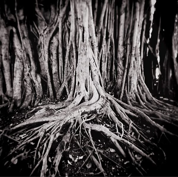 Image taken with a Holga medium format 120 film toy camera of roots of Figus tree growing in park in Miramar, Havana, Cuba, West Indies