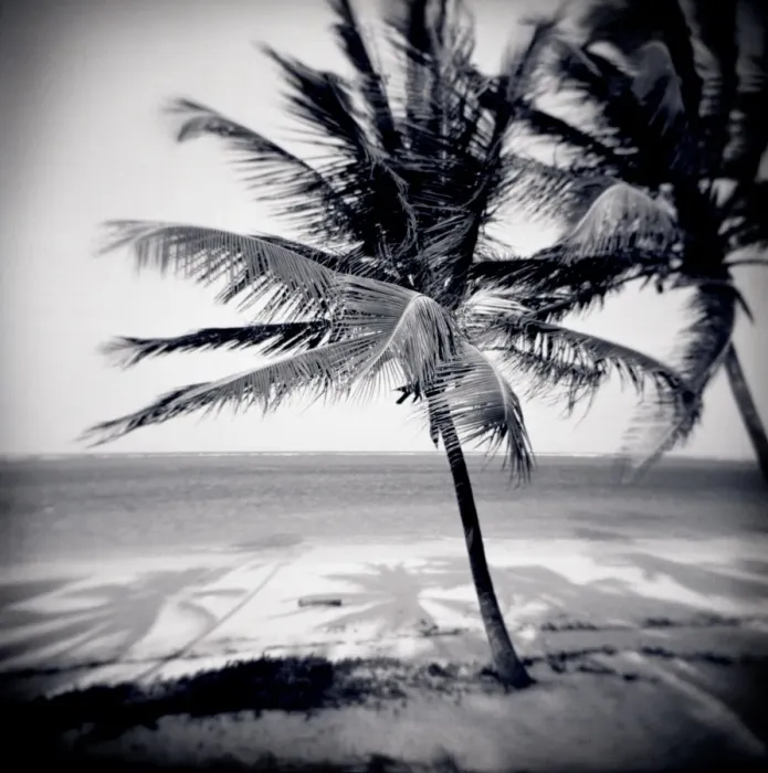 Framed Print : Image taken with a Holga medium format 120 film toy camera of palm trees by the beach at Bweju Framed Print : Image taken with a Holga medium format 120 film toy camera of palm trees by the beach at Bweju