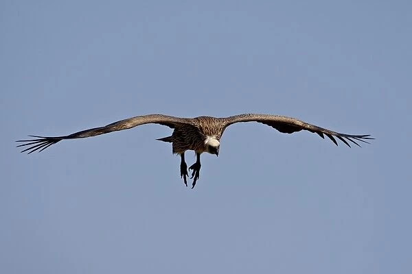 Immature African white-backed vulture (Gyps africanus) on approach, Masai Mara National Reserve