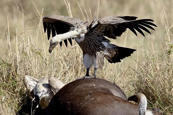 Immature African white-backed vulture (Gyps africanus) atop a Cape buffalo