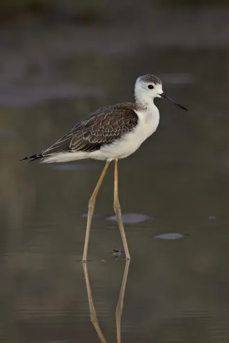 Framed Print : Immature black-winged stilt (Himantopus himantopus), Kgalagadi Transfrontier Park