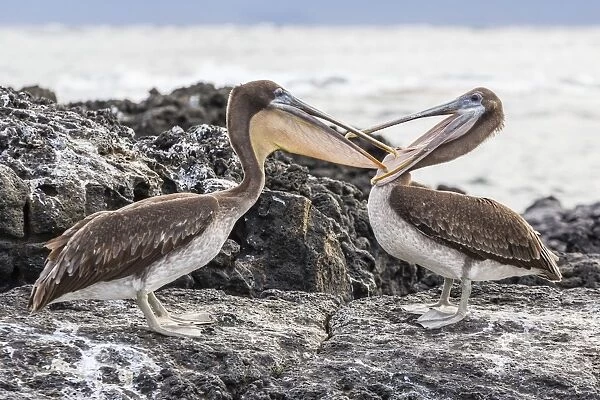 Immature brown pelicans (Pelecanus occidentalis) inspecting each others bills at Puerto Egas, Santiago Island, Galapagos Islands, Ecuador, South America